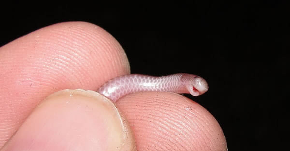 Micro penis. Барбадосская узкоротая змея.