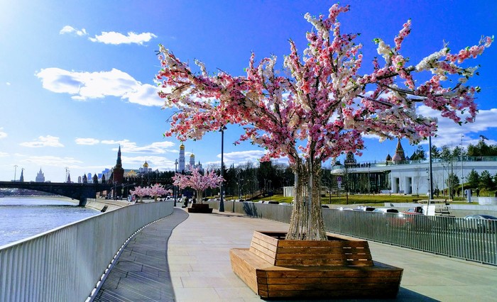 Zaryadye. Sakura (not real) - My, Sakura, Moscow, Spring, Zaryadye