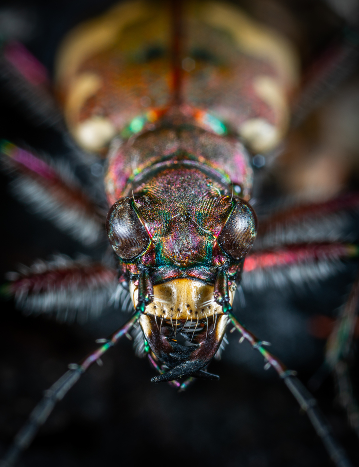 jumping beetle - My, Жуки, jumping beetle, , Macro, Macrohunt, Macro photography