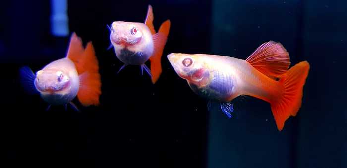  ALBINO FULL RED