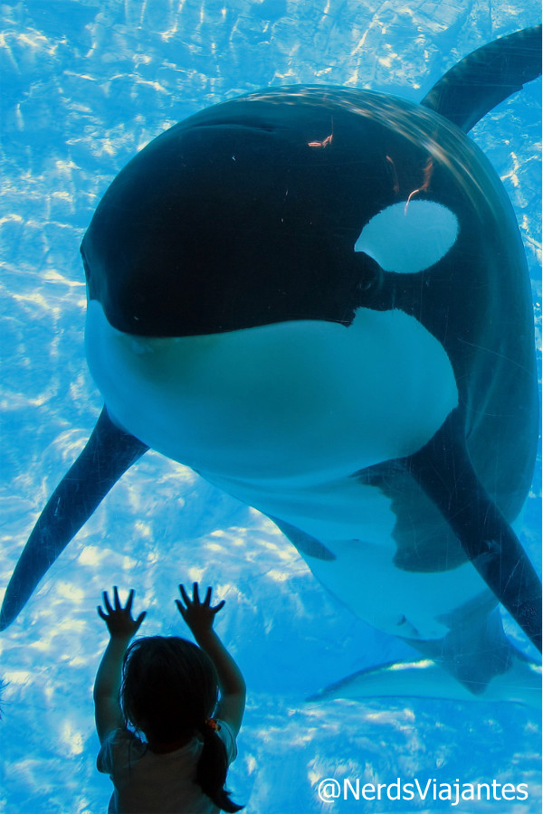 Unforgettable acquaintance) - Girl, The photo, Killer whale