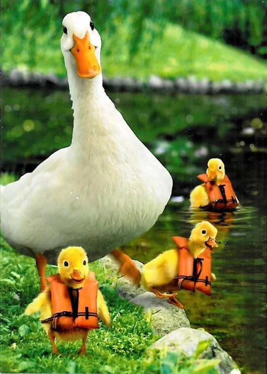 reinsured)) - Ducklings, Duck, Bathing, Bathing