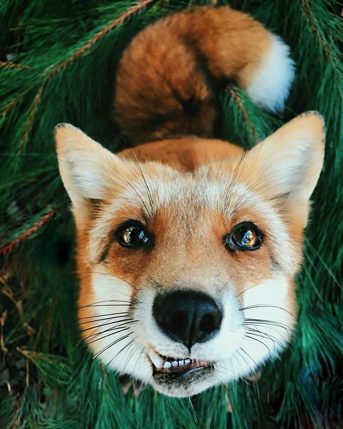 Chanterelle) - Fox, A good day