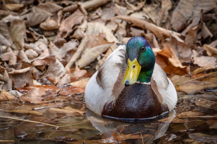 Duck in your feed - My, Mallard duck, Bird watching, Photo hunting