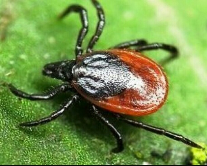 What are dangerous ticks and what to do if you are bitten. - Mite, , A bite of an insect, Longpost, Repost, Copy-paste, Advice, Arthropods, Arachnids