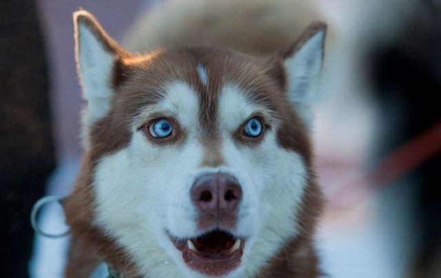 amazing husky - The photo, Longpost, Husky, Dog