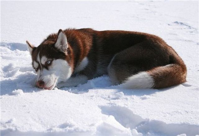 amazing husky - Husky, Dog, The photo, Longpost