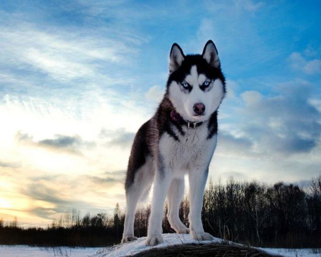 amazing husky - Husky, Dog, The photo, Longpost