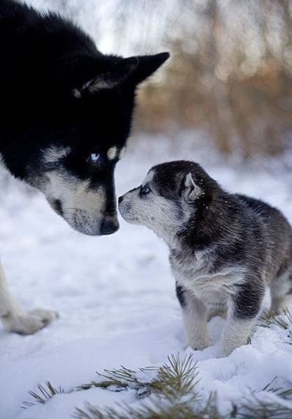 amazing husky - Husky, Dog, The photo, Longpost