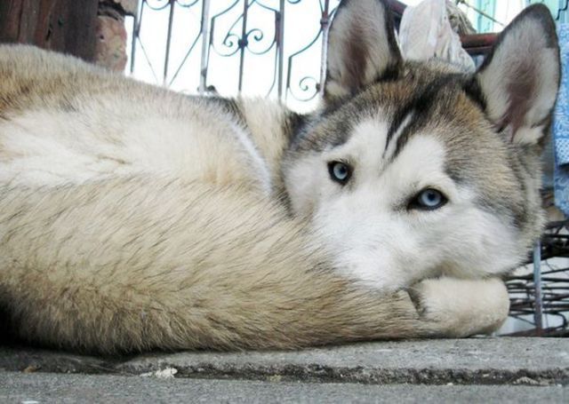 amazing husky - Husky, Dog, The photo, Longpost