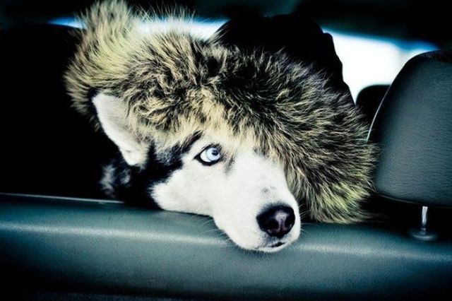 amazing husky - Husky, Dog, The photo, Longpost