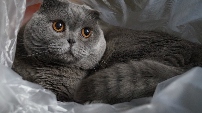 Plump cheeks - Scottish lop-eared, cat, My, My darling