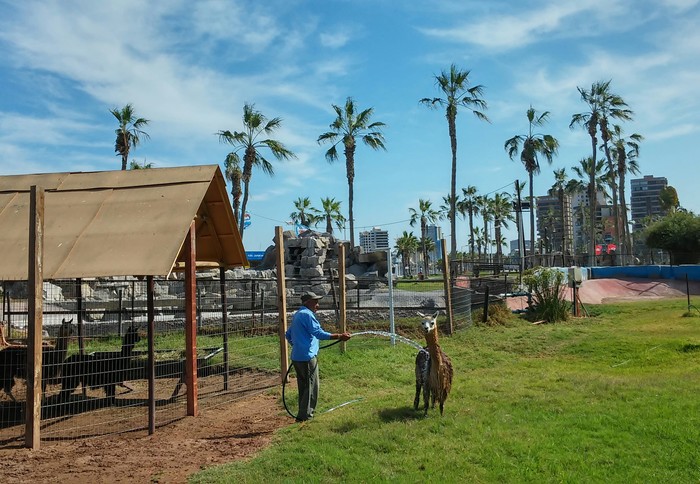 How a non-mama washed a non-lama in Iquique, Chile. - Text, Interesting, Images, Travels, The photo, Animals, Milota, My