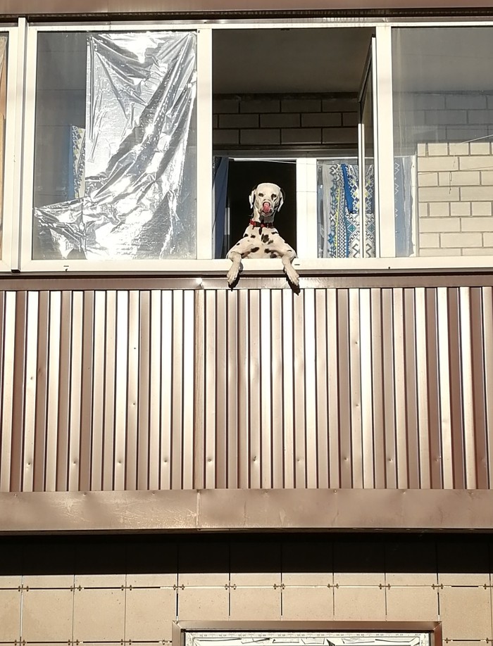 Who are you? I'm not you Woof! Go swing! - My, Dog, , Who are you, Balcony, Observation