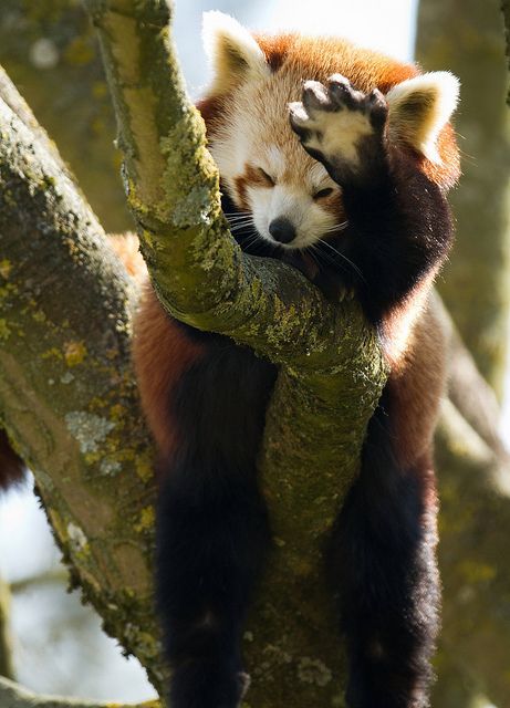 The red pandas have arrived! - Red panda, Tree