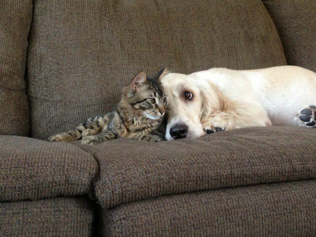 Adorable photos of friendship between dogs and cats - cat, The photo, Longpost