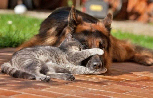 Adorable photos of friendship between dogs and cats - cat, The photo, Longpost