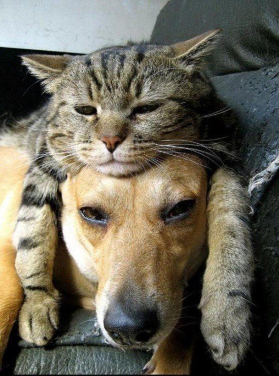 Adorable photos of friendship between dogs and cats - cat, The photo, Longpost