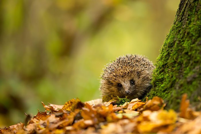 Charming and cute hedgehogs cheer up - The photo, Hedgehog, Longpost