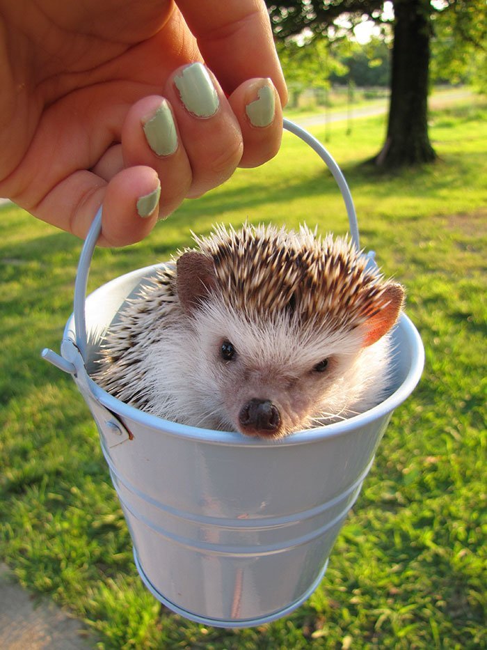 Charming and cute hedgehogs cheer up - Hedgehog, The photo, Longpost