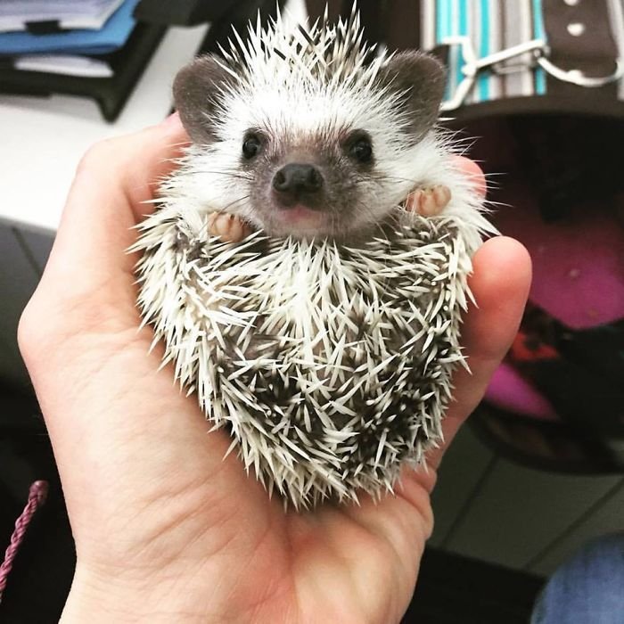 Charming and cute hedgehogs cheer up - Hedgehog, The photo, Longpost