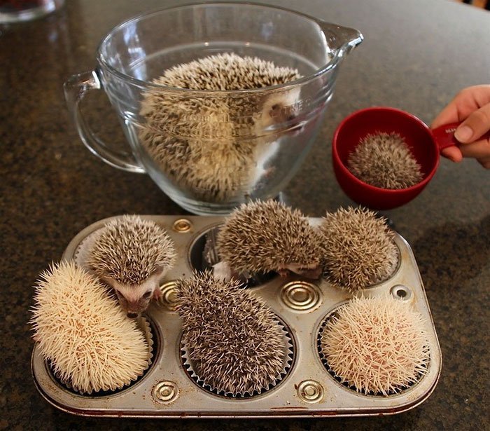 Charming and cute hedgehogs cheer up - Hedgehog, The photo, Longpost