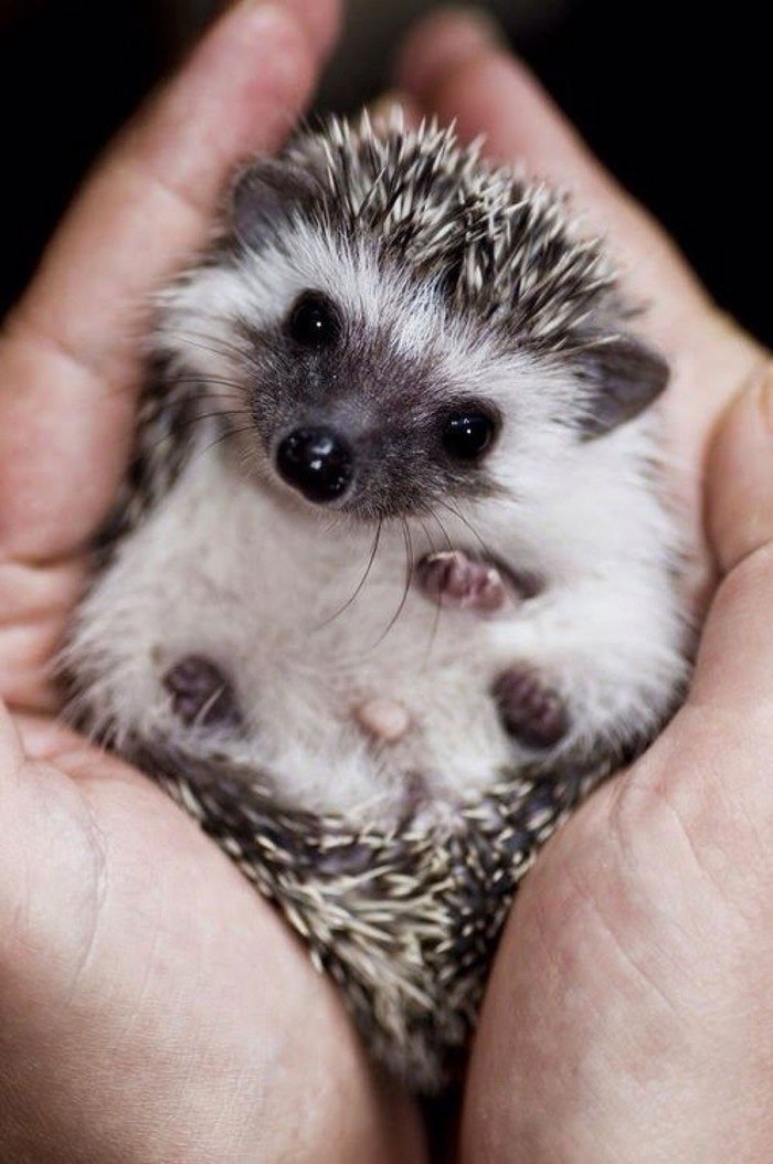 Charming and cute hedgehogs cheer up - Hedgehog, The photo, Longpost