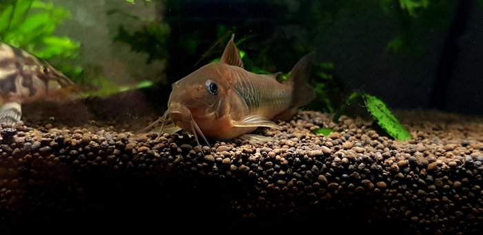 My somyara - My, Aquarium, Catfish