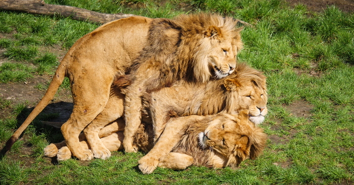 What's going on here?))) - a lion, The photo, The heap is small, Animals, Nature, Cat family