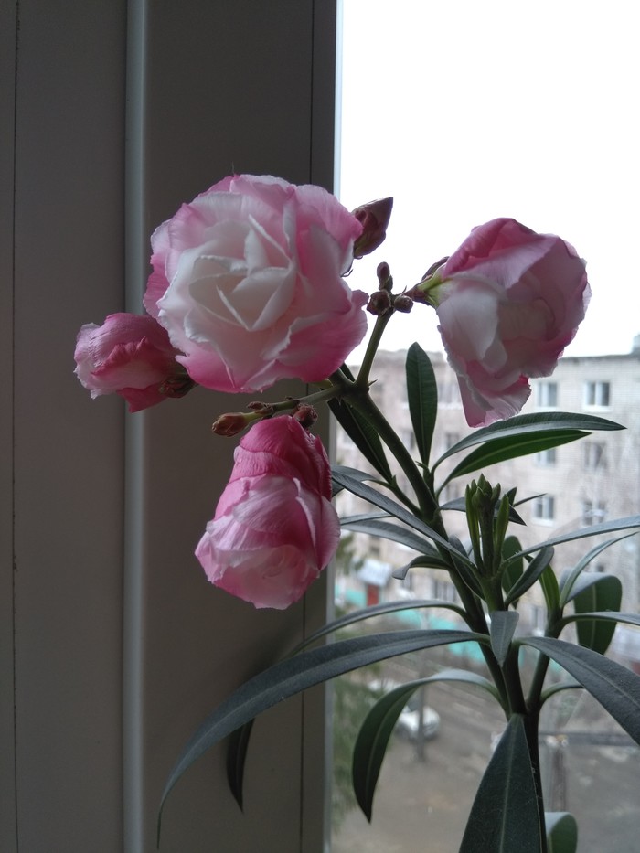 Зацвёл.