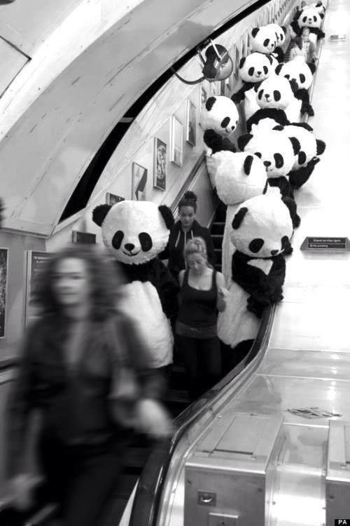 Morning - The photo, Panda, Metro