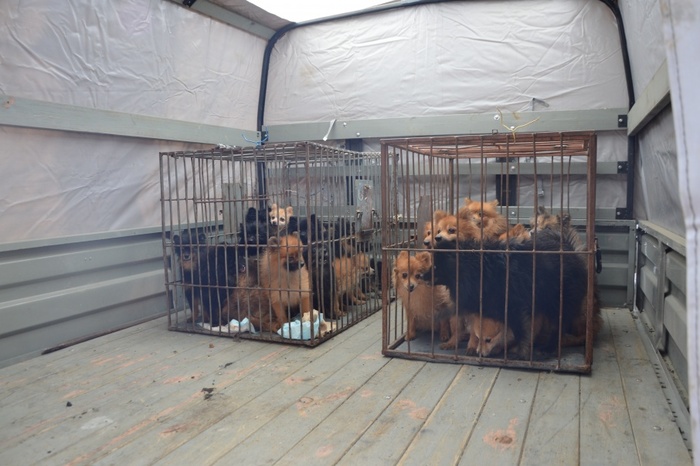 Hundreds of purebred dogs were taken out of an apartment in Tyumen - Tyumen, Dog, Spitz, Pomeranian, news, Dog lovers, Video