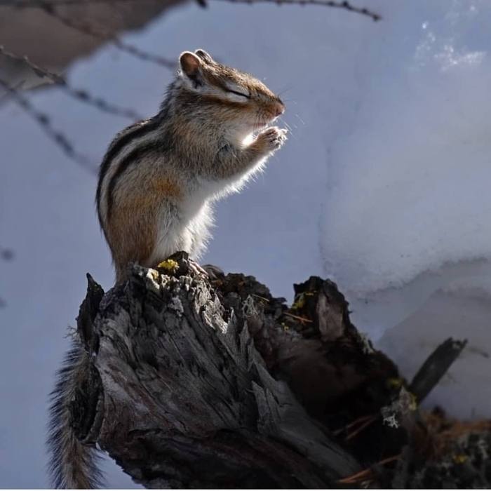 Chipmunk after a long hibernation... it seems he has a ritual meeting with the Sun - Yakutia, Chipmunk, Hibernation, , Animals, Nature, The photo, Longpost, The sun