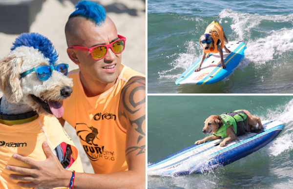 Surfer dog competition in California - , Surfing, Dog, Video, Longpost