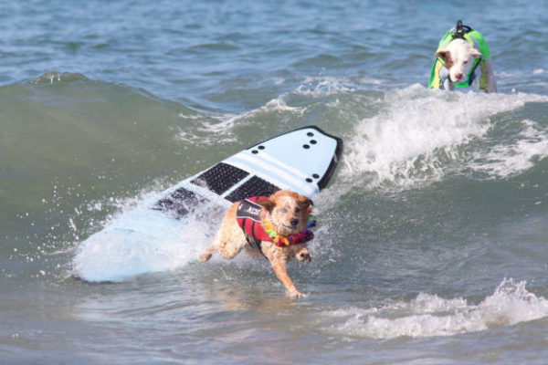 Surfer dog competition in California - , Surfing, Dog, Video, Longpost