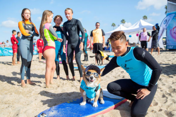 Surfer dog competition in California - , Surfing, Dog, Video, Longpost