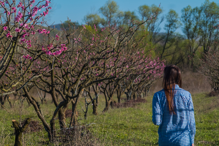 Shaw, pikabushniks living in Russia, how are you doing? Spring came? - My, Краснодарский Край, Spring, Heat, Flowers, Mockery, Kuban, Black Sea, South, Longpost