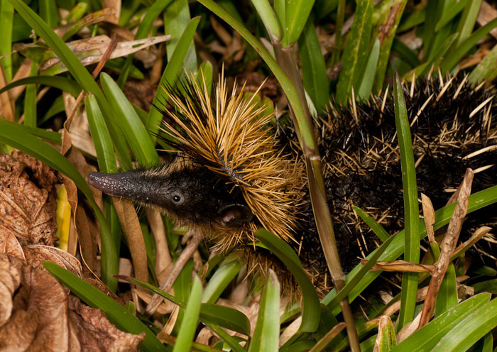 Tenrec - striped bristly hedgehog - Copy-paste, Longpost, , Hedgehog