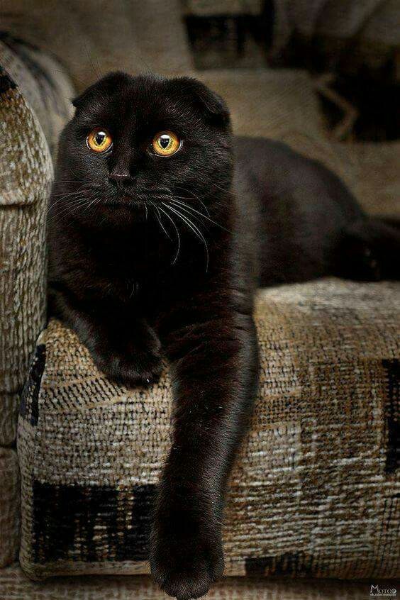 Black cat - cat, The photo