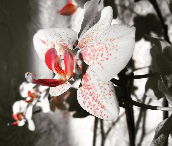 Phalaenopsis