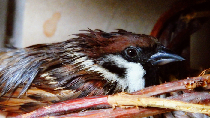 Bath procedures sparrow Tosha before going to bed. - My, Birds, Sparrow, , Sparrow Tosha, 