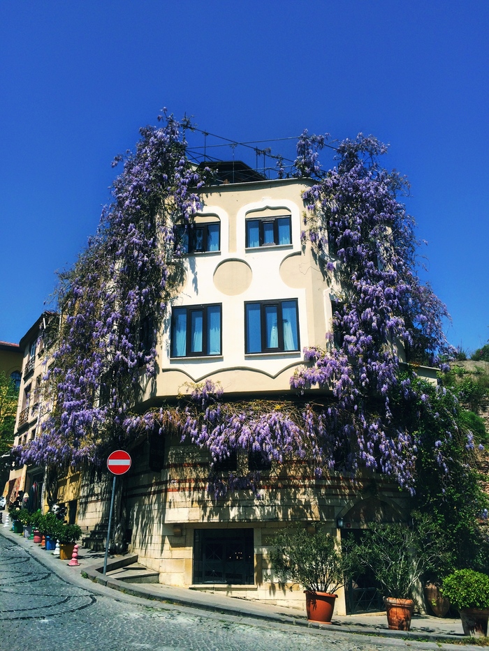 Цветущая глициния