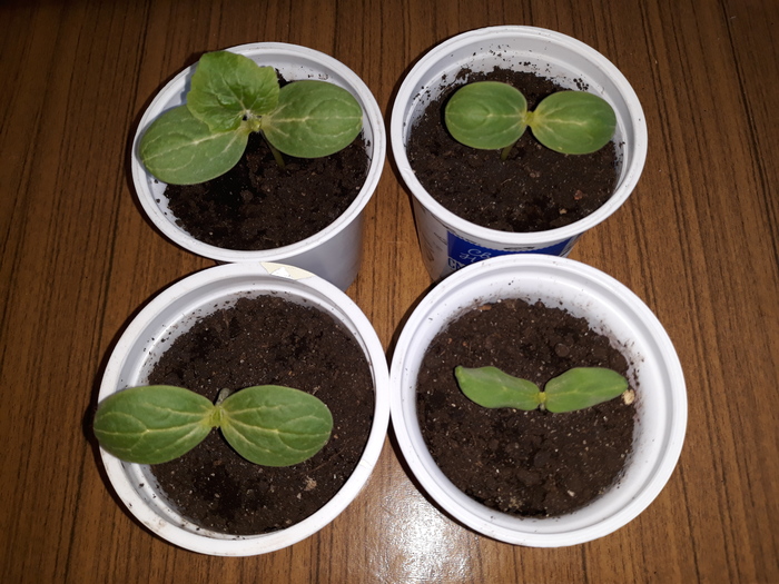 Growing watermelon and melon - My, Watermelon, Melon, Garden, Сельское хозяйство, Dacha