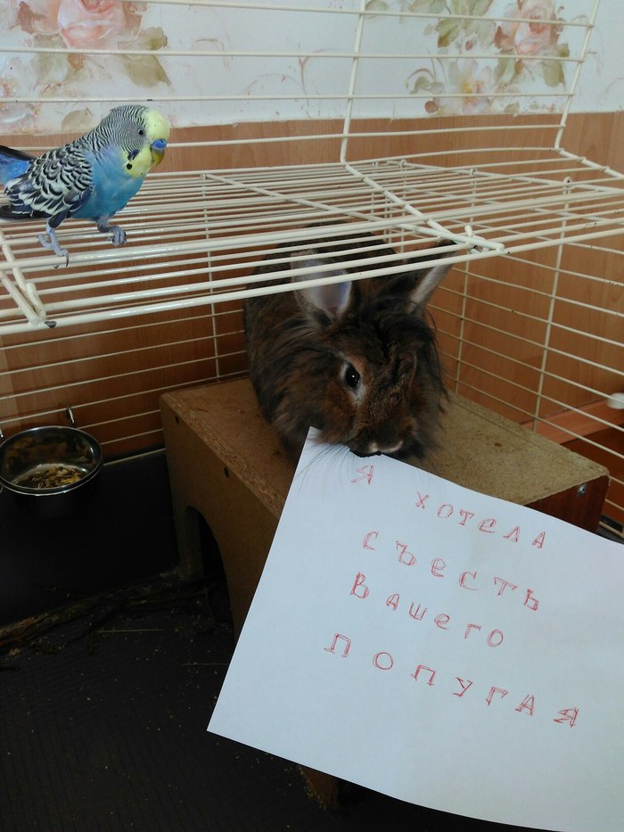 Мой кролик не очень любит попугая