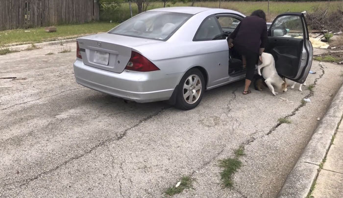 Texas woman who left four of her dogs in a wasteland faces a year in prison and a large fine - Homeless animals, USA, Dog, San Antonio, Video, Longpost