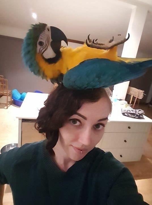 Do you like my hat? - A parrot, Hat, Girls, Reddit