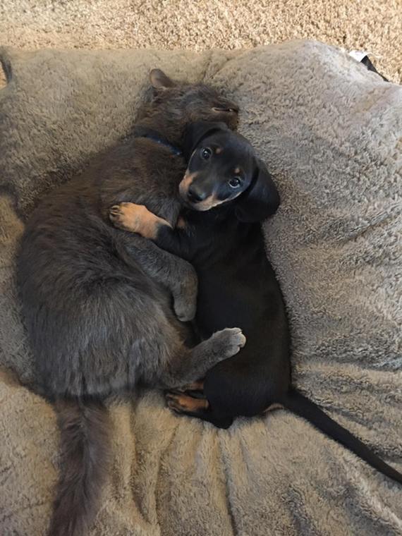 Brothers from different mothers - cat, Dog, Animals, Pets, Milota, Reddit, Puppies, Dachshund