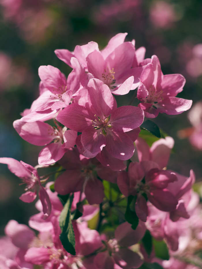 A little warmth and colors freezing! - My, Flowers, Simferopol, Spring, Botanical Garden, The photo, Longpost