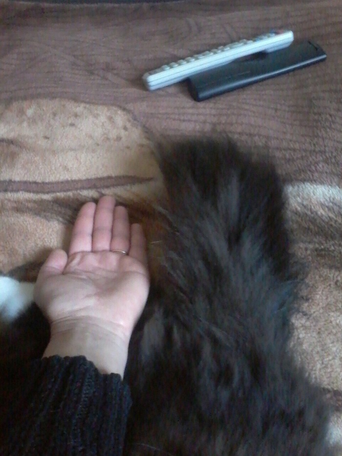 cat's tail - cat, Tail, My, Longpost, My