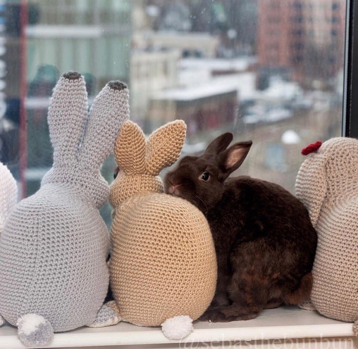 Toys - Rabbit, Soft toy, Milota, The photo, Animals